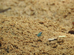 Cosmodela barmanica