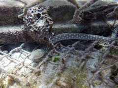 Myrichthys breviceps