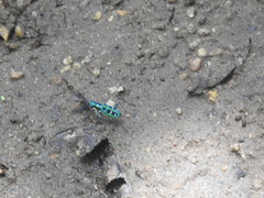 Cosmodela barmanica