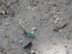 Cosmodela barmanica