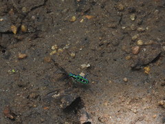 Cosmodela barmanica