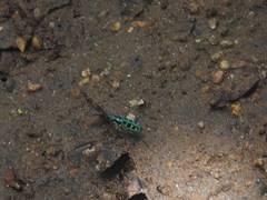 Cosmodela barmanica