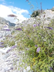 Buddleja davidii