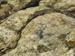 Cosmodela barmanica