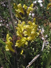 Pedicularis schizocalyx