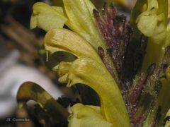 Pedicularis schizocalyx
