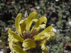 Pedicularis schizocalyx