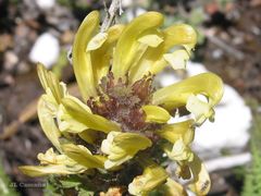 Pedicularis schizocalyx