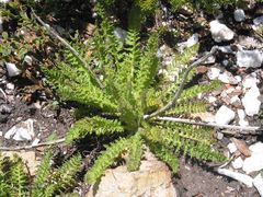 Pedicularis schizocalyx