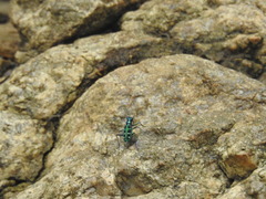 Cosmodela barmanica