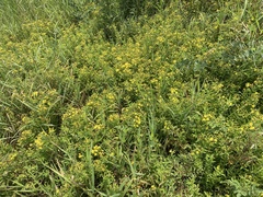 Hypericum sphaerocarpum