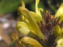 Pedicularis schizocalyx