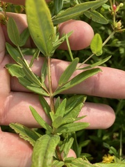 Hypericum sphaerocarpum
