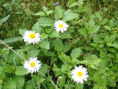 Leucanthemum