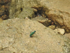 Cosmodela barmanica