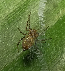 Argiope carvalhoi