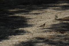 Motacilla alba