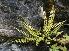 Asplenium trichomanes
