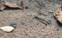 Cosmodela barmanica