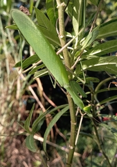 Hierodula membranacea