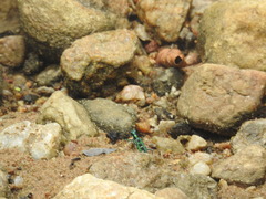 Cosmodela barmanica