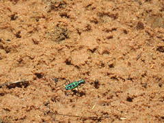 Cosmodela barmanica