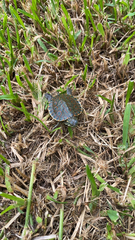 Trachemys venusta venusta