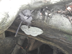 Cyclidia substigmaria