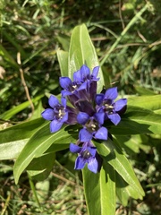 Gentiana cruciata cruciata