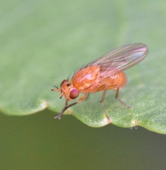 Camptoprosopella slossonae