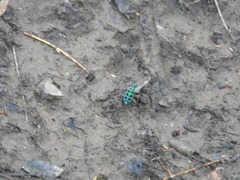 Cosmodela barmanica