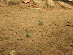 Cosmodela barmanica