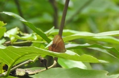 Abisara