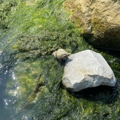 Stramonita canaliculata
