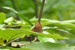 Abisara