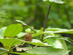Abisara