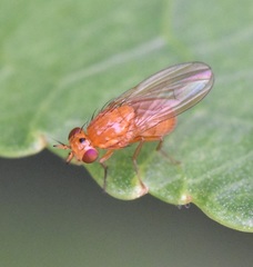 Camptoprosopella slossonae