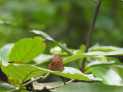 Abisara