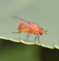 Camptoprosopella slossonae
