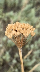 Allium tulipifolium