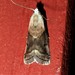 Mantled Acrobasis Moth - Photo (c) suegregoire, some rights reserved (CC BY-NC), uploaded by suegregoire