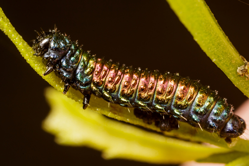 Groundselbush beetle