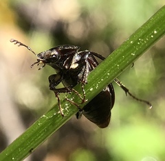 Lucaninae