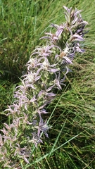 Liatris bridgesii