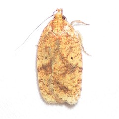Agonopterix robiniella