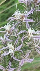Liatris bridgesii