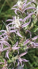 Liatris bridgesii