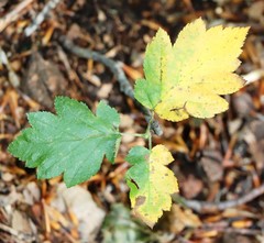 Torminalis glaberrima