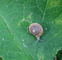 Trochulus striolatus