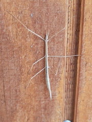 Parabacillus coloradus
